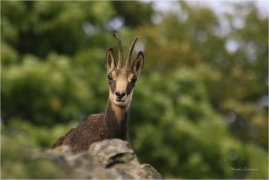 <p>KAMZÍK HORSKÝ (Rupicapra rupicapra) Lužické hory, Studenec ---- /Chamois - Gämse/</p>